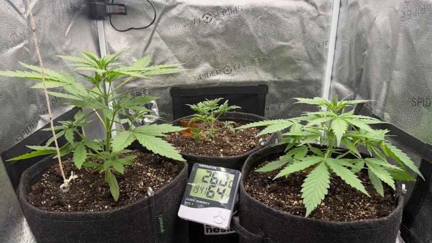 Zamaldelica Auto. Week 3