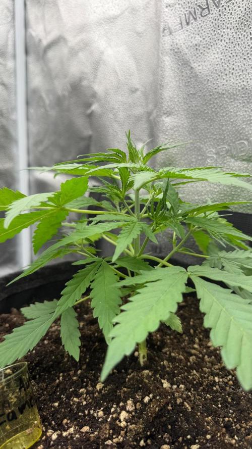 Zamaldelica Auto. Week 3