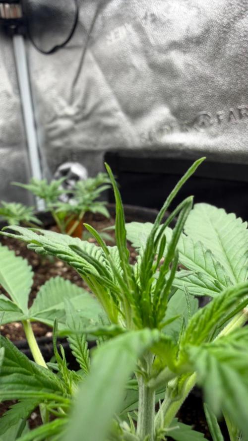 Zamaldelica Auto. Week 3