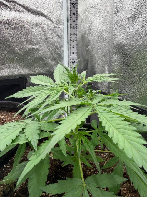 Zamaldelica Auto. Week 3