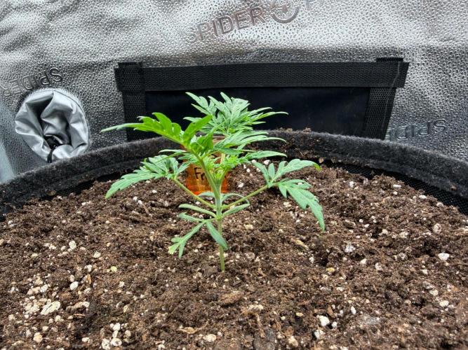 Frosty‘s Auto Freak. Week 3