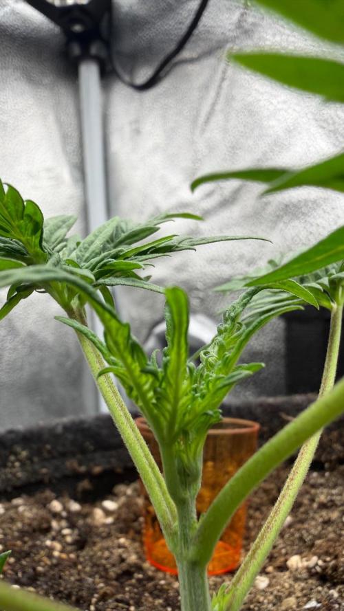 Frosty‘s Auto Freak. Week 3