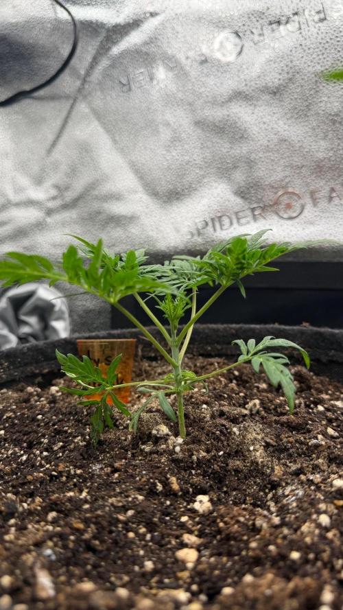 Frosty‘s Auto Freak. Week 3