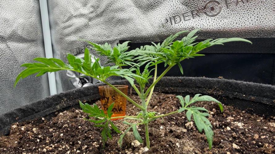 Frosty‘s Auto Freak. Week 3