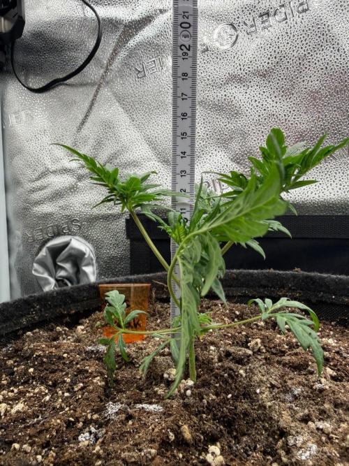 Frosty‘s Auto Freak. Week 3