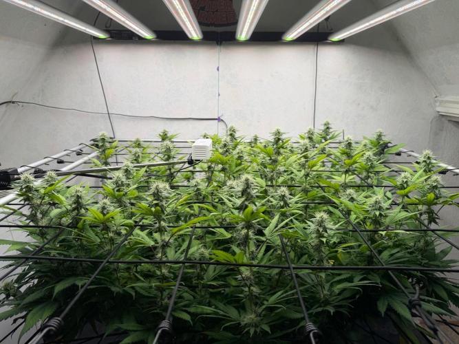 Laughing Buddha | 720W | SCROG. Week 19