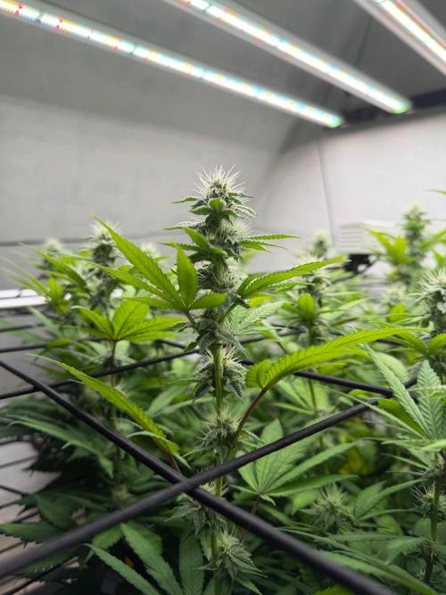 Laughing Buddha | 720W | SCROG. Week 19