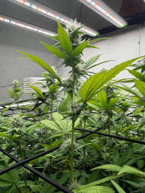 Laughing Buddha | 720W | SCROG. Week 19