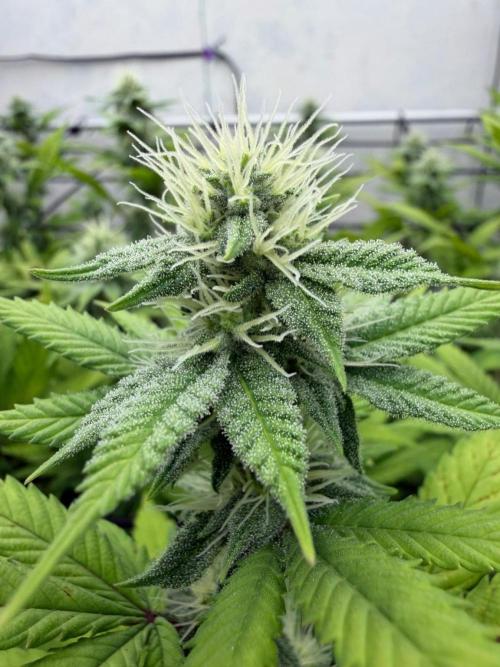 Laughing Buddha | 720W | SCROG. Week 19
