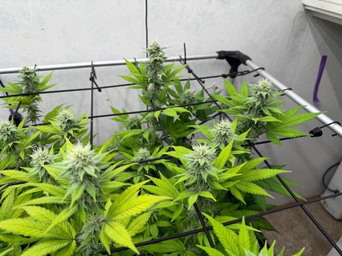 Laughing Buddha | 720W | SCROG. Week 19