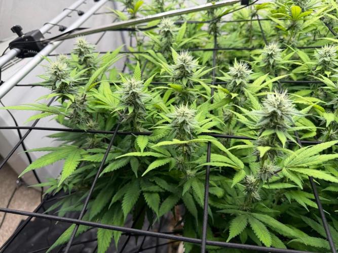 Laughing Buddha | 720W | SCROG. Week 19