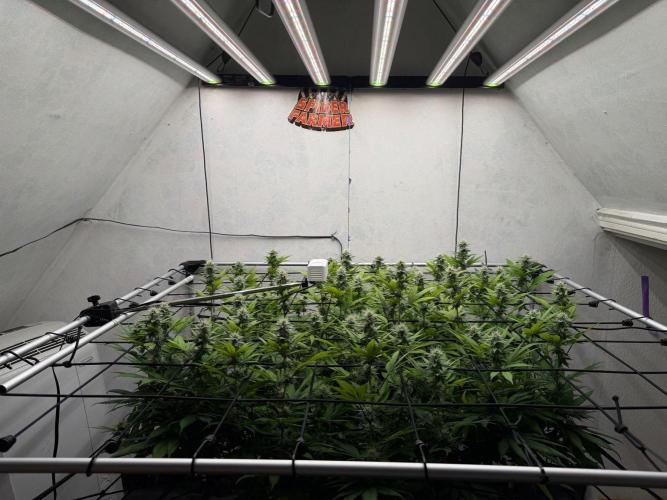 Laughing Buddha | 720W | SCROG. Week 19