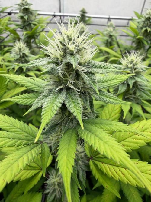 Laughing Buddha | 720W | SCROG. Week 19