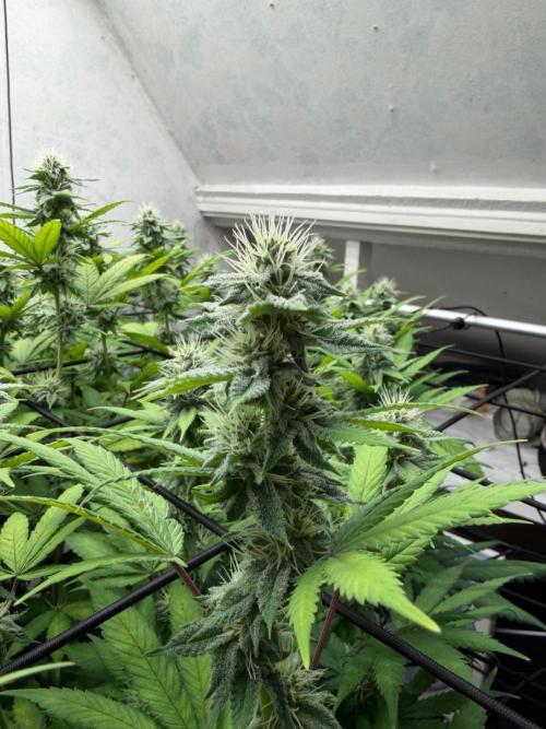Laughing Buddha | 720W | SCROG. Week 19
