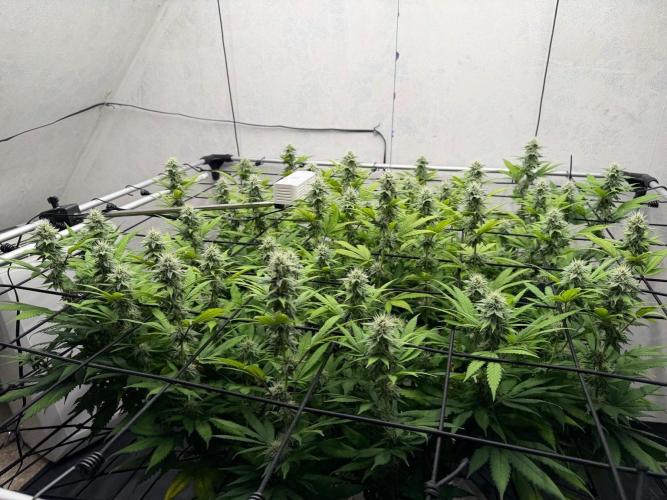 Laughing Buddha | 720W | SCROG. Week 19