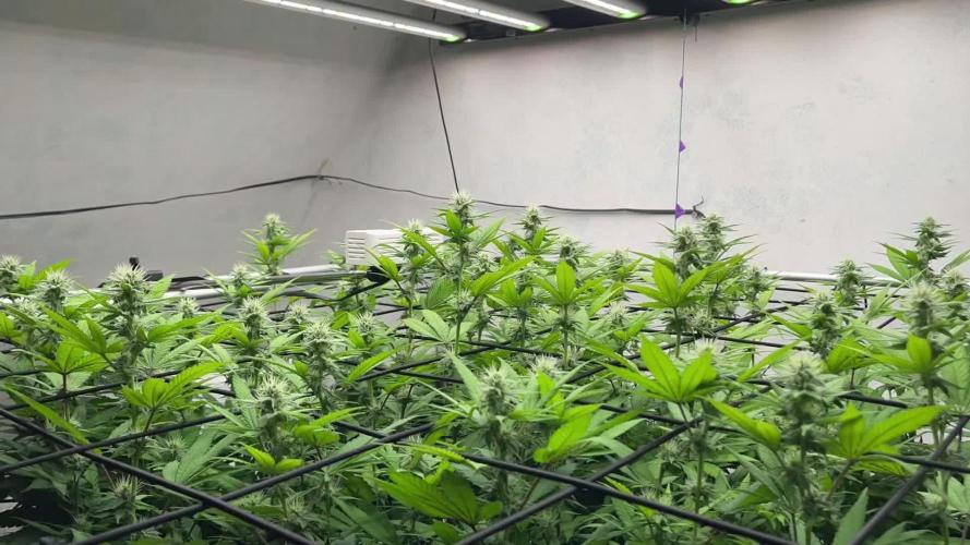 Laughing Buddha | 720W | SCROG