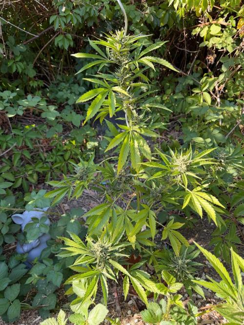 The Hobbit Hole Outdoor Grow 2026. Week 11 - Cindy