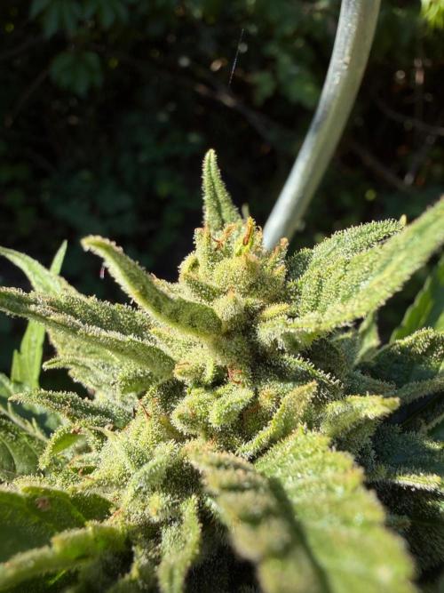 The Hobbit Hole Outdoor Grow 2026. Week 11 - Cindy