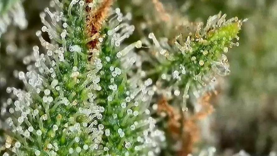 The Hobbit Hole Outdoor Grow 2026. Week 11 - Cindy