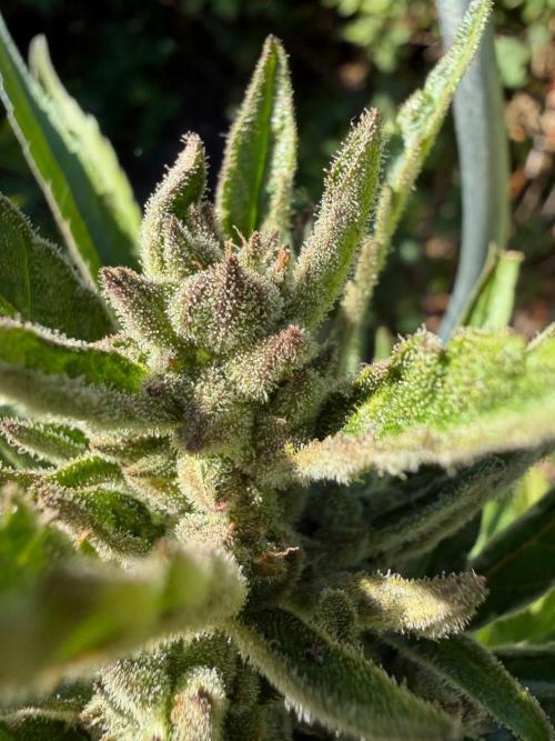 The Hobbit Hole Outdoor Grow 2026. Week 11 - Purple Punch 