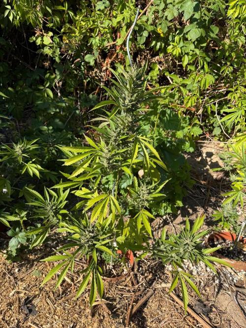 The Hobbit Hole Outdoor Grow 2026. Week 11 - Purple Punch 
