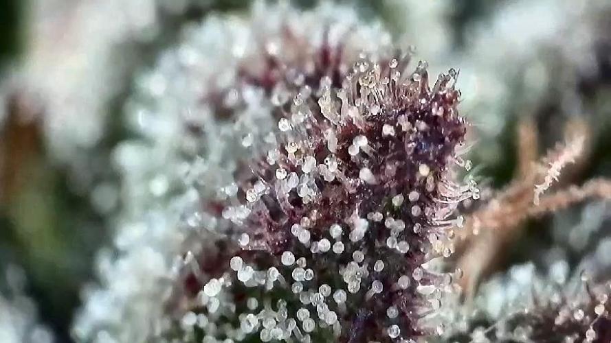 The Hobbit Hole Outdoor Grow 2026. Week 11 - Purple Punch 