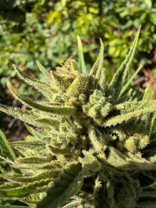 The Hobbit Hole Outdoor Grow 2026. Week 11 - Gelato