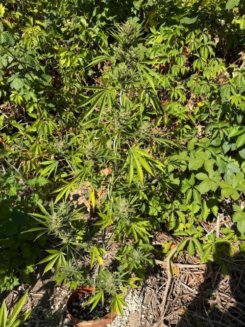 The Hobbit Hole Outdoor Grow 2026. Week 11 - Gelato