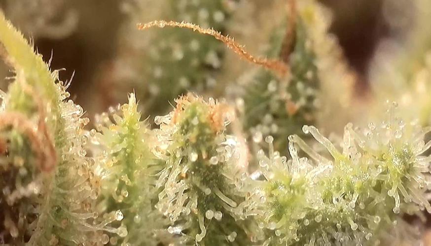 The Hobbit Hole Outdoor Grow 2026. Week 11 - Gelato