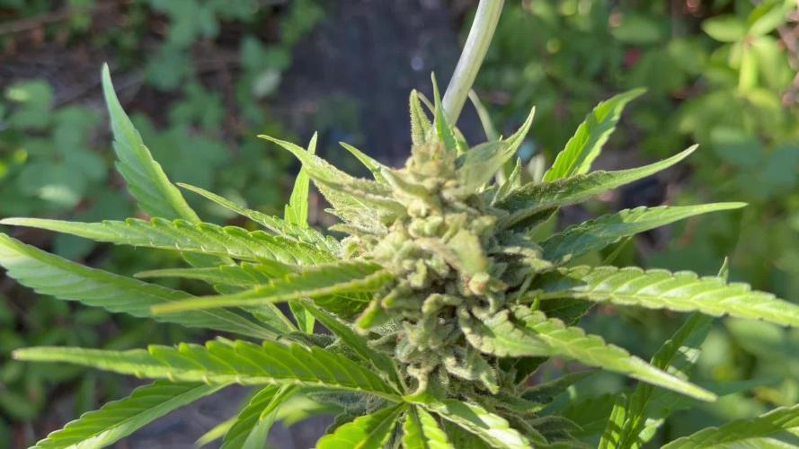 The Hobbit Hole Outdoor Grow 2026