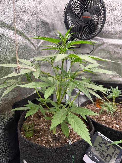AUTO MALAWI X N.LIGHTS. Week 4