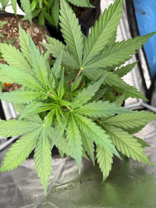 AUTO MALAWI X N.LIGHTS. Week 4