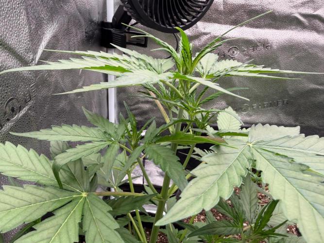 AUTO MALAWI X N.LIGHTS. Week 4