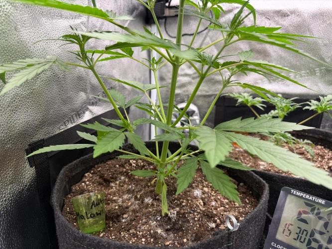 AUTO MALAWI X N.LIGHTS. Week 4