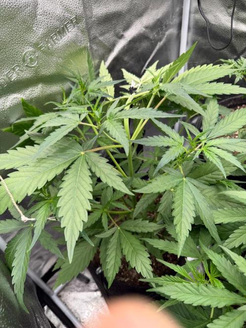 AUTO MALAWI X N.LIGHTS. Week 4