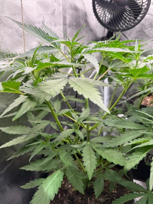 AUTO MALAWI X N.LIGHTS. Week 4