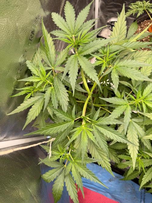 AUTO MALAWI X N.LIGHTS. Week 4