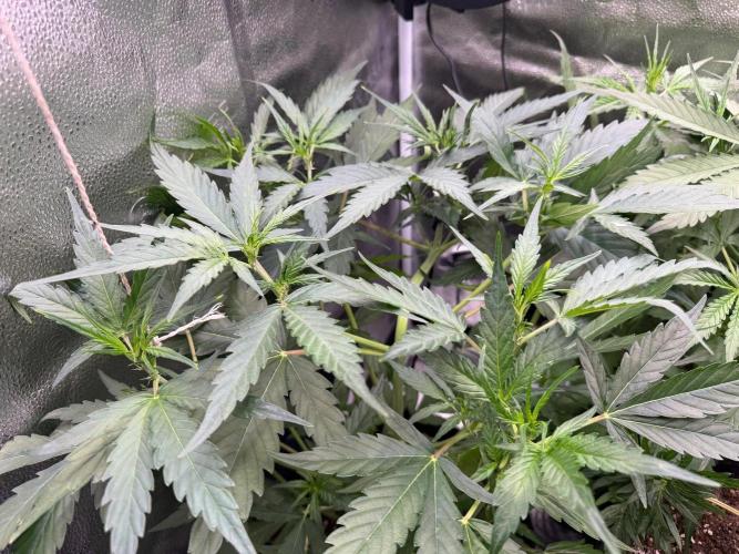 AUTO MALAWI X N.LIGHTS. Week 4