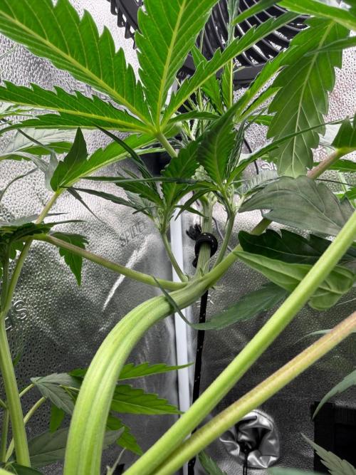 Auto Malawi x Northern Lights. Week 4