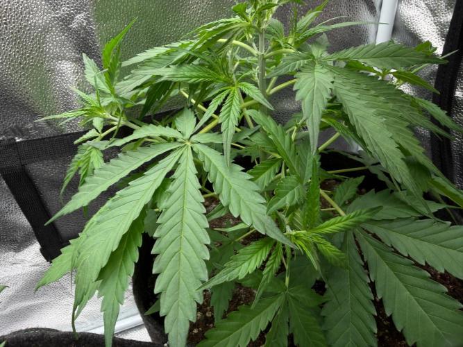 Zamaldelica Auto. Week 4