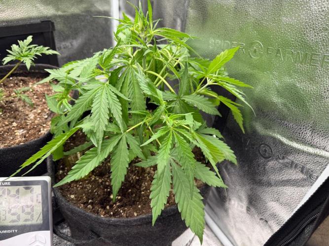 Zamaldelica Auto. Week 4