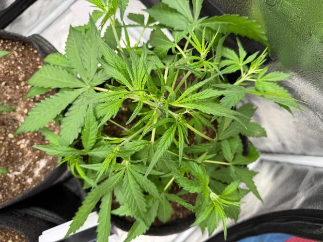 Zamaldelica Auto. Week 4
