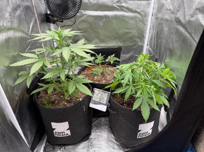 Zamaldelica Auto. Week 4