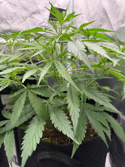 Zamaldelica Auto. Week 4