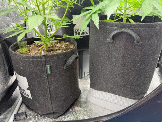 Zamaldelica Auto. Week 4