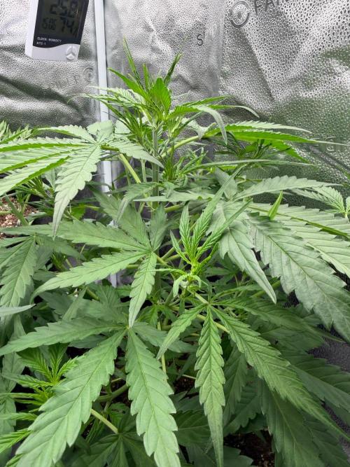 Zamaldelica Auto. Week 4
