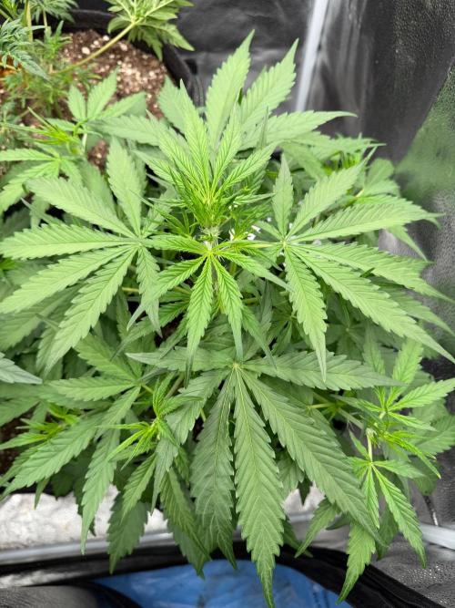 Zamaldelica Auto. Week 4