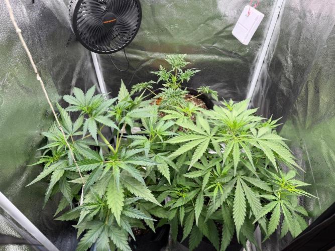 Zamaldelica Auto. Week 4