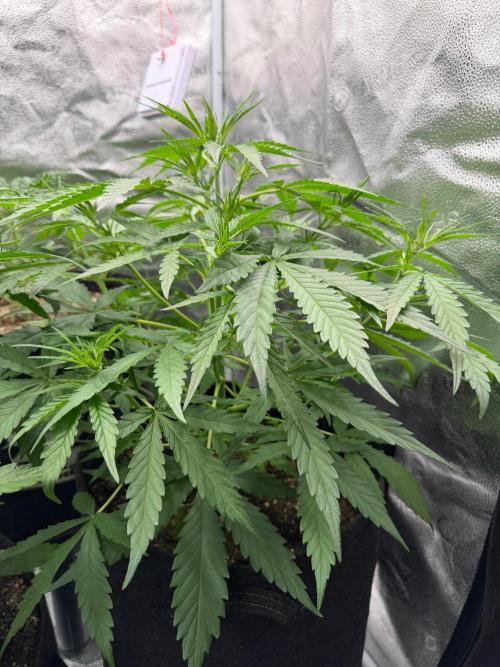 Zamaldelica Auto. Week 4