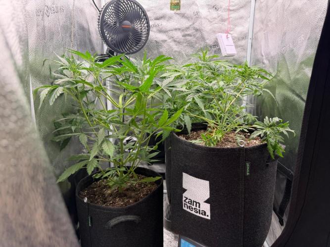 Zamaldelica Auto. Week 4